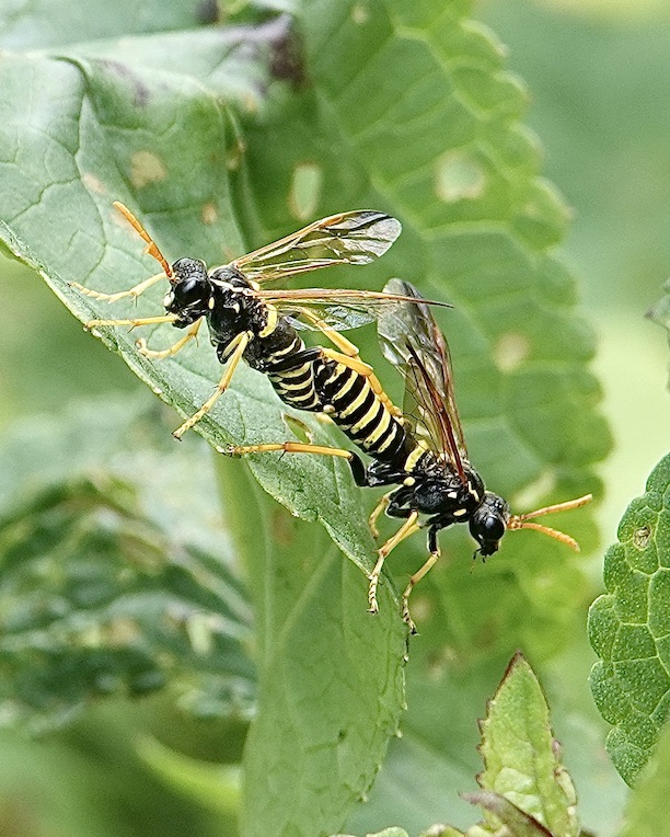 figwort sawfly